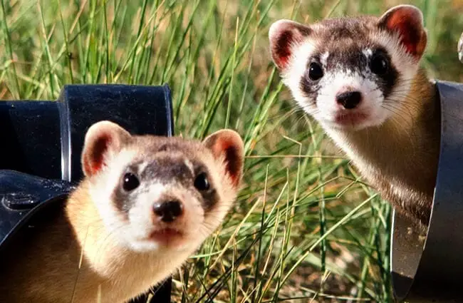 Ferret selfie! Photo by: skeeze https://pixabay.com/photos/black-footed-ferrets-looking-two-967192/ 
