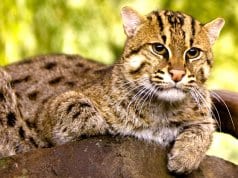 Fishing Cat lounging in the shadePhoto by: kellinahandbaskethttps://creativecommons.org/licenses/by/2.0/