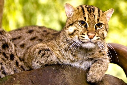 Fishing Cat lounging in the shadePhoto by: kellinahandbaskethttps://creativecommons.org/licenses/by/2.0/