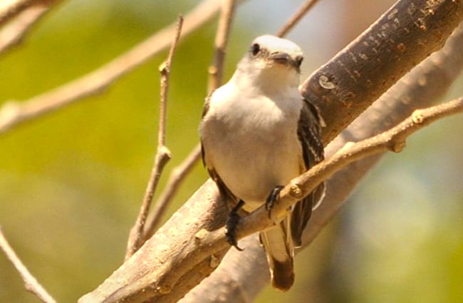 Scissor-Tailed Flycatcher Photo by: Brian Ralphs https://creativecommons.org/licenses/by/2.0/ 