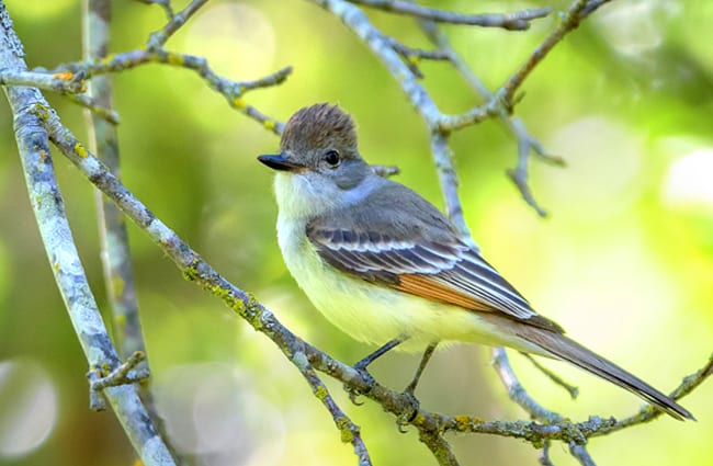 The beautiful Ash-Throated Flycatcher Photo by: Becky Matsubara https://creativecommons.org/licenses/by/2.0/ 