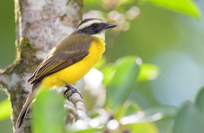 Social Flycatcher, photographed in Costa Rica Photo by: Becky Matsubara https://creativecommons.org/licenses/by/2.0/ 