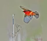 Vermillion Flycatcher Photo By: Patrick Dirlam Https://Creativecommons.org/Licenses/By/2.0/ 