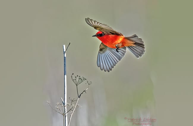 Vermillion Flycatcher Photo by: Patrick Dirlam https://creativecommons.org/licenses/by/2.0/ 