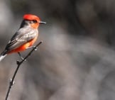 Vermilion Flycatcher Photo By: Dominic Sherony Https://Creativecommons.org/Licenses/By/2.0/ 