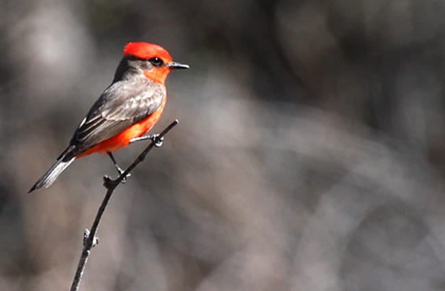 Vermilion Flycatcher Photo by: Dominic Sherony https://creativecommons.org/licenses/by/2.0/ 