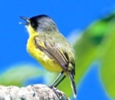 Common Tody-Flycatcher Photo By: Brian Ralphs Https://Creativecommons.org/Licenses/By/2.0/ 