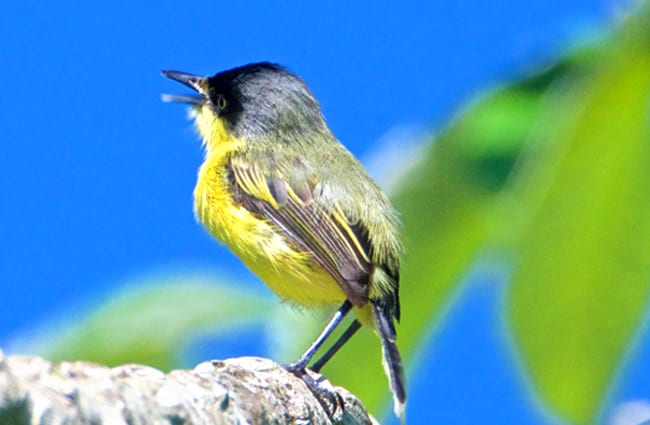 Common Tody-Flycatcher Photo by: Brian Ralphs https://creativecommons.org/licenses/by/2.0/ 