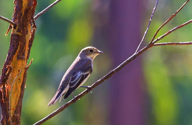 Tiny Pied Flycatcher Photo by: Daniela https://creativecommons.org/licenses/by/2.0/ 