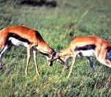Thomson&#039;S Gazelles Fighting Photo By: Bernard Dupont Https://Creativecommons.org/Licenses/By-Sa/2.0/ 