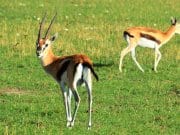 Thomson's GazellePhoto by: mtnr98https://creativecommons.org/licenses/by-sa/2.0/