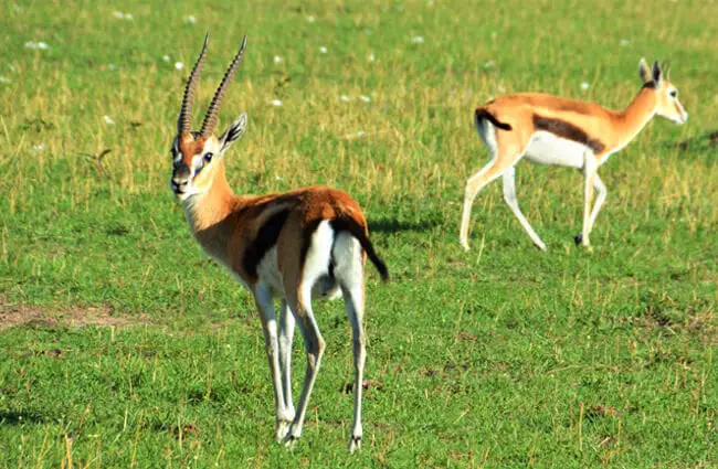 Gazelle - Description, Habitat, Image, Diet, and Interesting Facts
