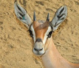 Thomson&#039;S Gazelle Photo By: Jean Https://Creativecommons.org/Licenses/By-Sa/2.0/ 