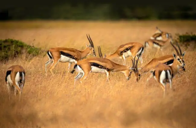 A herd of Thomson&#039;s Gazelle Photo by: Subharnab Majumdar https://creativecommons.org/licenses/by-sa/2.0/ 