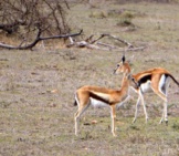 Baby Thomson&#039;S Gazelles Photo By: Regina Hart Https://Creativecommons.org/Licenses/By-Sa/2.0/ 