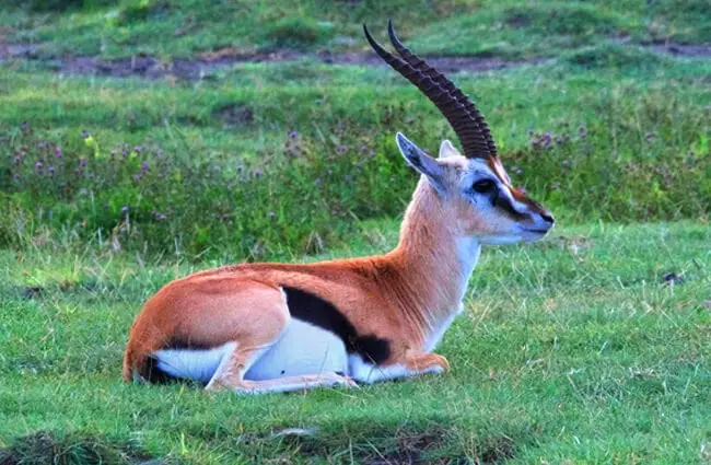 Gazelle - Description, Habitat, Image, Diet, and Interesting Facts