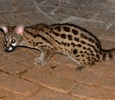 Central African Large-Spotted Genet Photo By: Bernard Dupont Https://Creativecommons.org/Licenses/By-Sa/2.0/ 