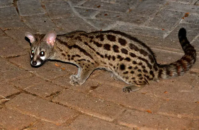 Central African Large-spotted Genet Photo by: Bernard DUPONT https://creativecommons.org/licenses/by-sa/2.0/ 