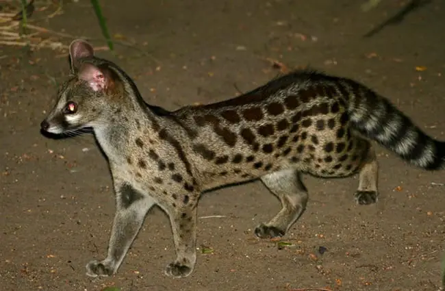 Central African Large-spotted Genet Photo by: Bernard DUPONT https://creativecommons.org/licenses/by-sa/2.0/ 