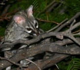 A Female Common Genet Female Grooming Her Tail Photo By: Bernard Dupont Https://Creativecommons.org/Licenses/By-Sa/2.0/ 