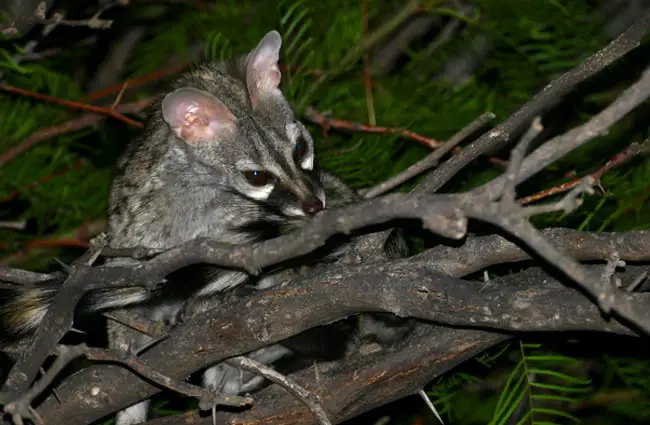 A female Common Genet female grooming her tail Photo by: Bernard DUPONT https://creativecommons.org/licenses/by-sa/2.0/ 