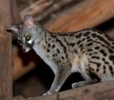 A Female Common Genet In The Raftersphoto By: Frédéric Salein Cc By-Sa 2.0 Https://Creativecommons.org/Licenses/By-Sa/2.0