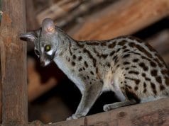 A female Common Genet in the raftersPhoto by: Frédéric SALEIN CC BY-SA 2.0 https://creativecommons.org/licenses/by-sa/2.0
