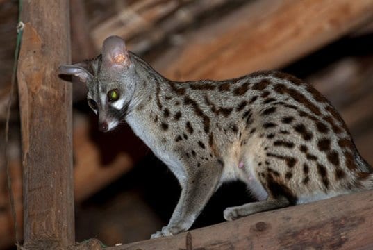 A female Common Genet in the raftersPhoto by: Frédéric SALEIN CC BY-SA 2.0 https://creativecommons.org/licenses/by-sa/2.0