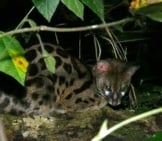 A Common Genet Crouched In The Foliage Photo By: Bernard Dupont From France Cc By-Sa 2.0 Https://Creativecommons.org/Licenses/By-Sa/2.0 