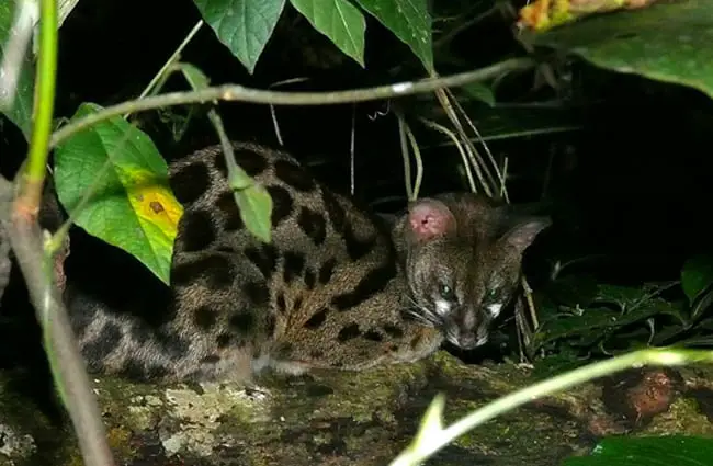 A Common Genet crouched in the foliage Photo by: Bernard DUPONT from FRANCE CC BY-SA 2.0 https://creativecommons.org/licenses/by-sa/2.0 