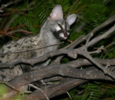 Common Genet Photo By: Bernard Dupont From France Cc By-Sa 2.0 Https://Creativecommons.org/Licenses/By-Sa/2.0 