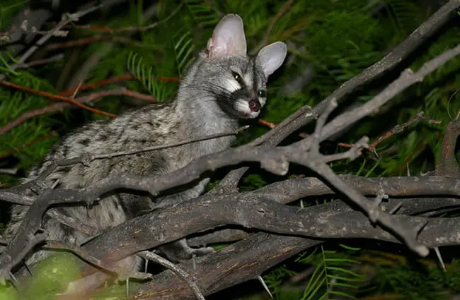 Common Genet Photo by: Bernard DUPONT from FRANCE CC BY-SA 2.0 https://creativecommons.org/licenses/by-sa/2.0 