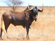 Portrait of a beautiful Black Gnu (Wildebeest) bullPhoto by: Bernard DUPONThttps://creativecommons.org/licenses/by-sa/2.0/