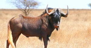 Portrait of a beautiful Black Gnu (Wildebeest) bullPhoto by: Bernard DUPONThttps://creativecommons.org/licenses/by-sa/2.0/