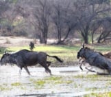 Blue Wildebeests Crossing The River Photo By: Michael Jansen Https://Creativecommons.org/Licenses/By-Sa/2.0/ 