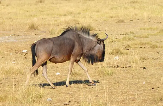 Blue Gnu bull browsing for grasses Photo by: Helmut Schmitt, from Pixabay https://pixabay.com/photos/namibia-gnu-nature-africa-tourism-3779909/ 