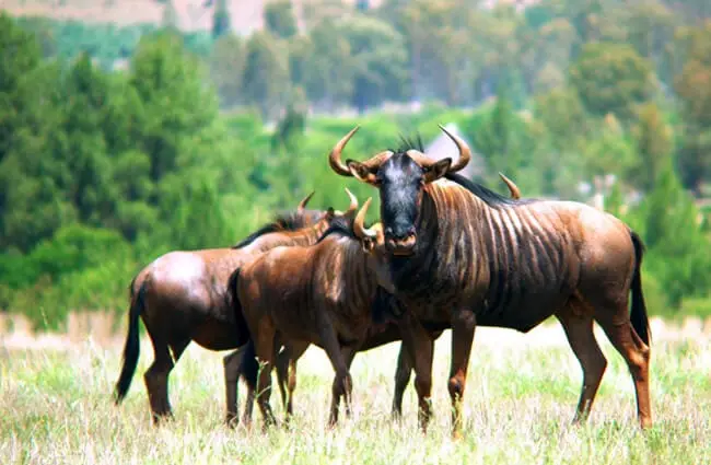 Черный бык гну со своим гаремом Фото: Этьен Маре, с сайта Pixabay https://pixabay.com/photos/gnu-wildebeest-south-africa-wary-1632266/