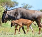 Blue Wildebeest (Gnu) Mother And Calf Photo By: Bernard Dupont Https://Creativecommons.org/Licenses/By-Sa/2.0/ 