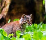 Asian Golden Cat Photo By: Tambako The Jaguar Https://Creativecommons.org/Licenses/By-Nd/2.0/ 