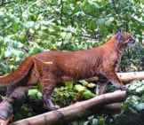Asian Golden Cat At Edinburgh Zoo Photo By: Marie Hale Cc By 2.0 Https://Creativecommons.org/Licenses/By/2.0 