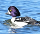 The Barrow&#039;S Goldeneye Is Long-Lived Photo By: Tom Koerner/Usfws Mountain-Prairie Https://Creativecommons.org/Licenses/By/2.0/ 