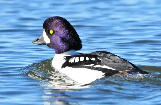 The Barrow&#039;s Goldeneye is long-lived Photo by: Tom Koerner/USFWS Mountain-Prairie https://creativecommons.org/licenses/by/2.0/ 