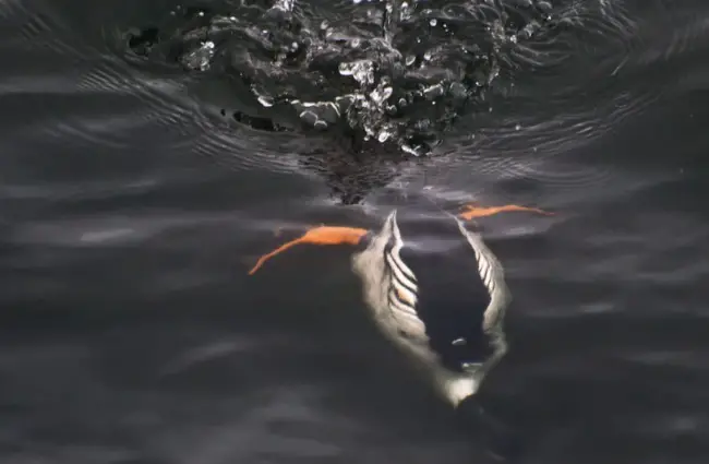 Ныряющая утка! Этот самец гоголя из Кургана ныряет за ужином. Фото: Ингрид Тайлар https://creativecommons.org/licenses/by/2.0/