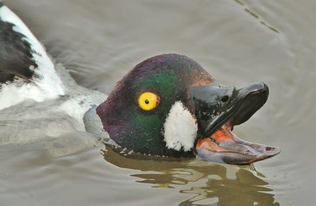 Goldeneye surfacing while diving for lunch Photo by: Jo Garbutt https://creativecommons.org/licenses/by/2.0/ 