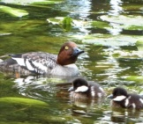 Common Goldeneye Mom With Her Ducklings Photo By: Jevgēnijs Šlihto Https://Creativecommons.org/Licenses/By/2.0/ 