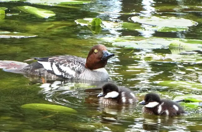 Common Goldeneye mom with her ducklings Photo by: Jevgēnijs Šlihto https://creativecommons.org/licenses/by/2.0/ 