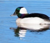 Bufflehead Duck On Smooth Waters Photo By: Michael Mccarthy Https://Creativecommons.org/Licenses/By/2.0/ 
