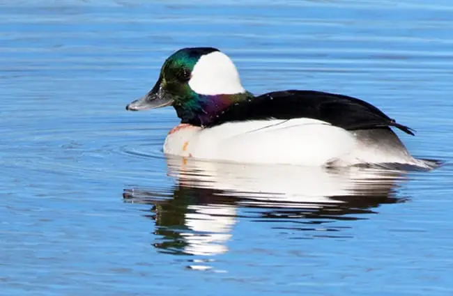 Bufflehead Duck on smooth waters Photo by: Michael McCarthy https://creativecommons.org/licenses/by/2.0/ 