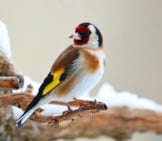 European Goldfinch On A Snowy Branch Photo By: Grégory Delaunay Https://Pixabay.com/Photos/Goldfinch-Bird-Nature-Beak-Wings-4232130/ 