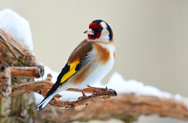European Goldfinch on a snowy branch Photo by: grégory Delaunay https://pixabay.com/photos/goldfinch-bird-nature-beak-wings-4232130/ 